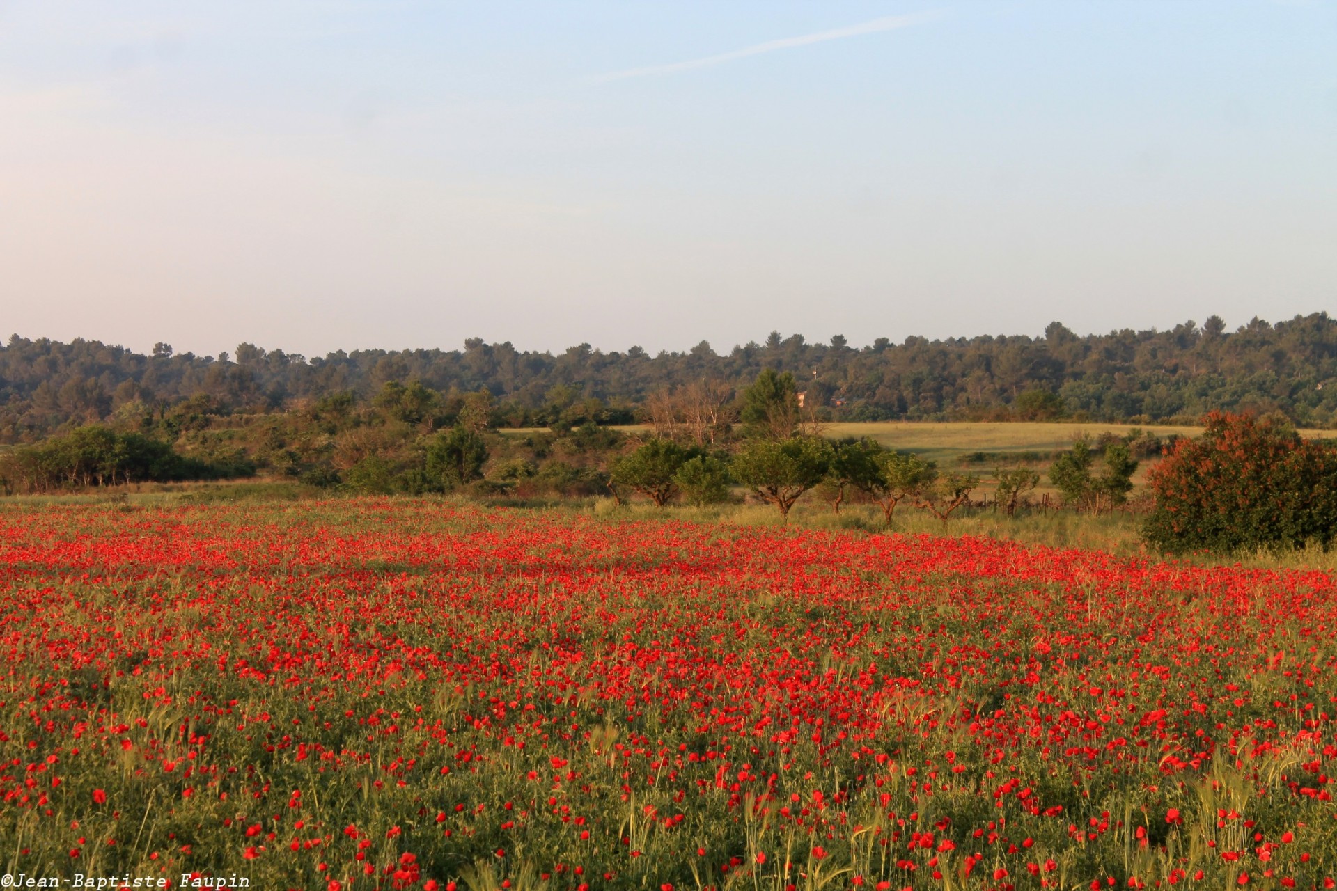 En face de nous, un champ de coquelicots